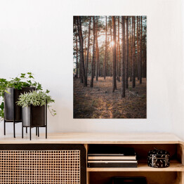 Plakat Złoty las. Zachodzące słońce w zamglonym lesie jesienią