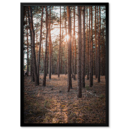 Plakat w ramie Złoty las. Zachodzące słońce w zamglonym lesie jesienią