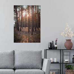 Plakat Złoty las. Zachodzące słońce w zamglonym lesie jesienią