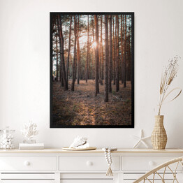 Obraz w ramie Złoty las. Zachodzące słońce w zamglonym lesie jesienią