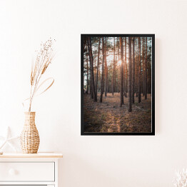 Obraz w ramie Złoty las. Zachodzące słońce w zamglonym lesie jesienią