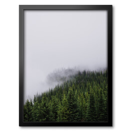 Obraz w ramie Wzgórze porośnięte lasem, w połowie pokryte mgłą