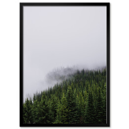 Plakat w ramie Wzgórze porośnięte lasem, w połowie pokryte mgłą