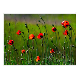 Plakat Drobne maki kwitnące na polu w intensywnych barwach