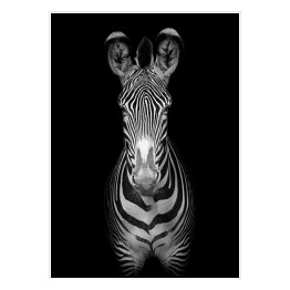 Zebra na ciemnym tle