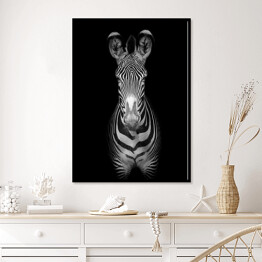 Plakat w ramie Zebra na ciemnym tle