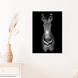 Plakat Zebra na ciemnym tle