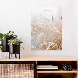 Plakat samoprzylepny Cortaderia selloana. Trawa pampasowa w słońcu z krajobrazem w tle