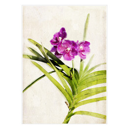 Plakat Orchidea - akwarela