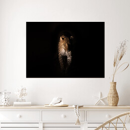 Plakat samoprzylepny Groźny wzrok geparda w ciemnościach