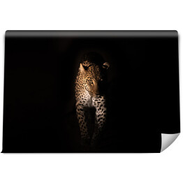 Groźny wzrok geparda w ciemnościach