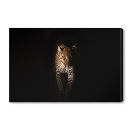 Obraz na płótnie Groźny wzrok geparda w ciemnościach