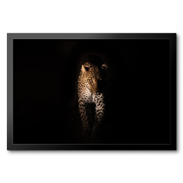 Obraz w ramie Groźny wzrok geparda w ciemnościach