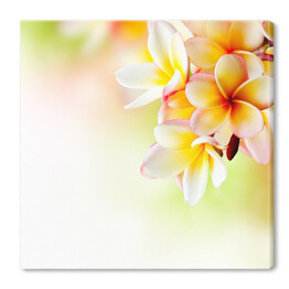 Obraz na płótnie Bialo żółte kwiaty orchidei