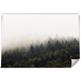 Fototapeta samoprzylepna Szczyty drzew na tle nieba