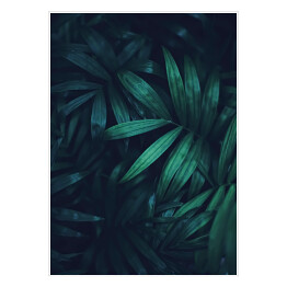 Plakat samoprzylepny Butelkowa zieleń natury. Egzotyczne duże zielone liście palmowe