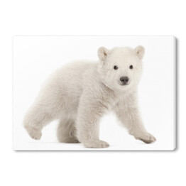 Obraz na płótnie Biały niedźwiedź polarny
