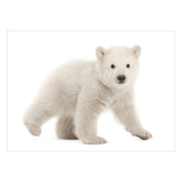 Plakat Biały niedźwiedź polarny