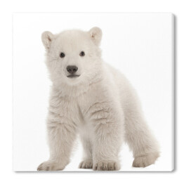 Biały stojący niedźwiedź polarny