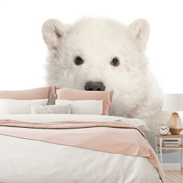 Fototapeta Biały leżący niedźwiedź polarny