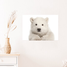 Plakat Biały leżący niedźwiedź polarny