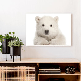 Obraz na płótnie Biały leżący niedźwiedź polarny