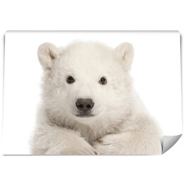 Fototapeta Biały leżący niedźwiedź polarny
