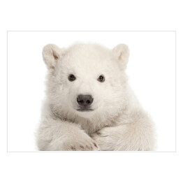 Biały leżący niedźwiedź polarny