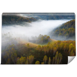 Zielony las w smugach mgły