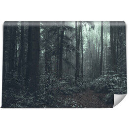 Fototapeta samoprzylepna Leśna droga w gęstej mgle.