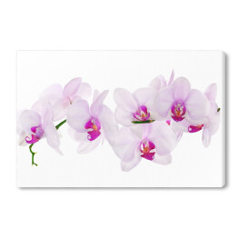 Dużo jasnoróżowych kwiatów orchidei