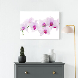 Obraz na płótnie Dużo jasnoróżowych kwiatów orchidei