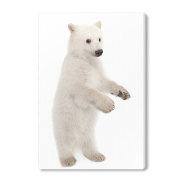 Obraz na płótnie Biały niedźwiedź polarny stojący na dwóch łapach