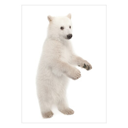 Biały niedźwiedź polarny stojący na dwóch łapach