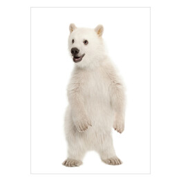 Mały stojący niedźwiedź polarny