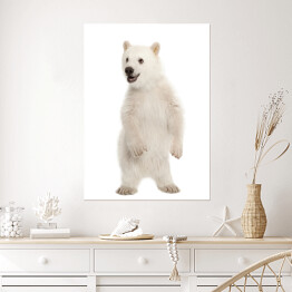 Plakat Mały stojący niedźwiedź polarny