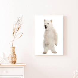 Obraz na płótnie Mały stojący niedźwiedź polarny