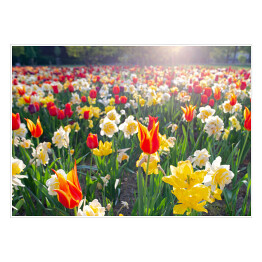 Kolorowe kwiaty w ogrodzie botanicznym na wiosnę