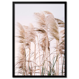 Plakat w ramie Miękkie trawy pampasowe na wietrze na tle jasnego nieba