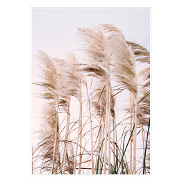 Plakat samoprzylepny Miękkie trawy pampasowe na wietrze na tle jasnego nieba