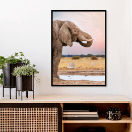 Plakat w ramie Głowa afrykańskiego słonia na tle horyzontu