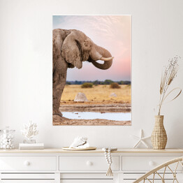 Plakat samoprzylepny Głowa afrykańskiego słonia na tle horyzontu