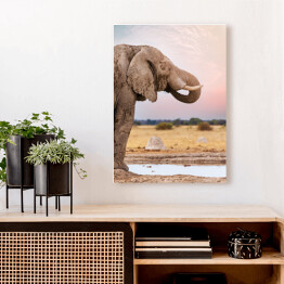 Obraz na płótnie Głowa afrykańskiego słonia na tle horyzontu