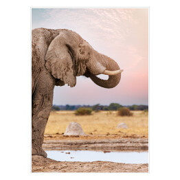 Plakat Głowa afrykańskiego słonia na tle horyzontu