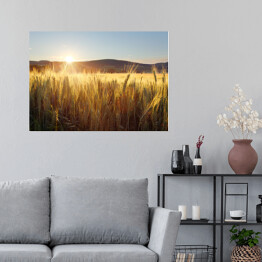 Plakat samoprzylepny Zachód słońca nad polem pszenicy