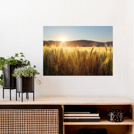 Plakat Zachód słońca nad polem pszenicy