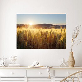 Plakat samoprzylepny Zachód słońca nad polem pszenicy
