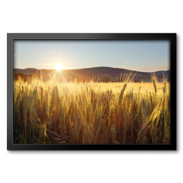Obraz w ramie Zachód słońca nad polem pszenicy