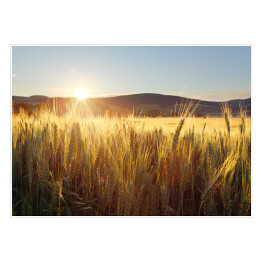 Plakat Zachód słońca nad polem pszenicy