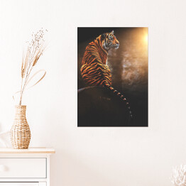 Plakat samoprzylepny Tygrys